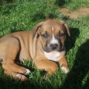 Amerikansk staffordshire terrier Tessa