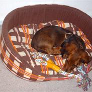 Gravhund Trolle (ikke min mere)