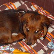 Gravhund Trolle (ikke min mere)