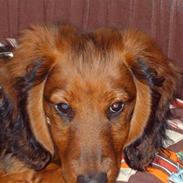 Gravhund Trolle (ikke min mere)