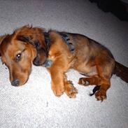 Gravhund Trolle (ikke min mere)