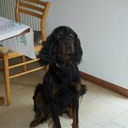 Gordon setter jong.