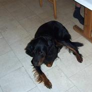 Gordon setter jong.