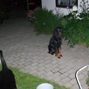 Gordon setter jong.