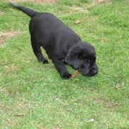 Labrador retriever Zafir.