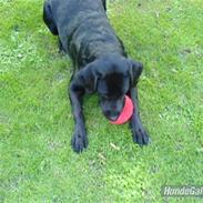 Labrador retriever Zafir.