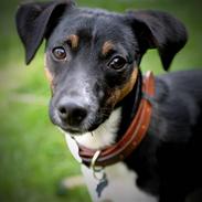 Jack russell terrier Chino