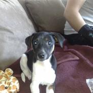 Jack russell terrier Chino