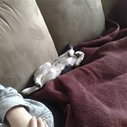 Jack russell terrier Chino