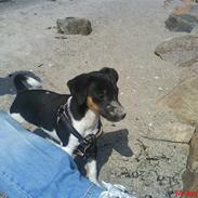 Jack russell terrier Chino