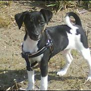 Jack russell terrier Chino