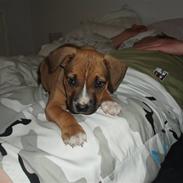 Amerikansk staffordshire terrier Tessa