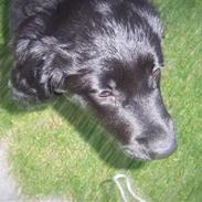 Blanding af racer bella<3