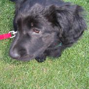 Blanding af racer bella<3