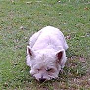 West highland white terrier Tarco