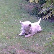 West highland white terrier Tarco