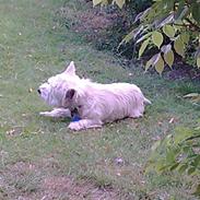 West highland white terrier Tarco