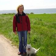 West highland white terrier Tarco