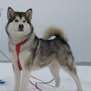 Alaskan malamute Malou