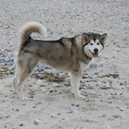 Alaskan malamute Malou