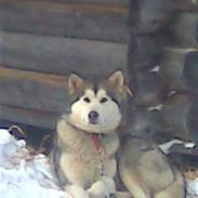 Alaskan malamute Malou