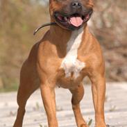 Staffordshire bull terrier Westlund Red Pride