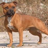 Staffordshire bull terrier Westlund Red Pride