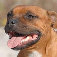 Staffordshire bull terrier Westlund Red Pride