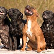 Staffordshire bull terrier Westlund Red Pride
