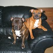 Staffordshire bull terrier Westlund Red Pride