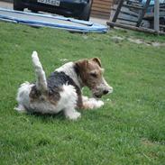 Ruhåret foxterrier UFFE