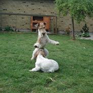 Ruhåret foxterrier UFFE