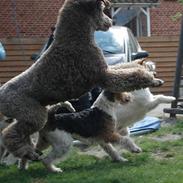 Ruhåret foxterrier UFFE