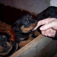 Rottweiler Harley