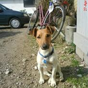 Jack russell terrier Rambo Sørensen