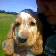 Cocker spaniel Buller