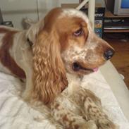 Cocker spaniel Buller