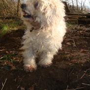 Bichon à poil frisé Smilla