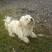 Bichon à poil frisé Smilla