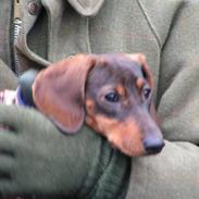 Gravhund Pixi
