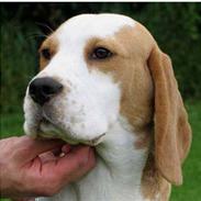 Beagle Gambey