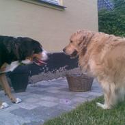 Golden retriever Bertram