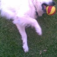 Golden retriever Bertram