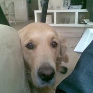 Golden retriever Bertram