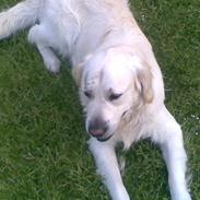 Golden retriever Bertram