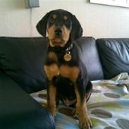 Blanding af racer Aiko