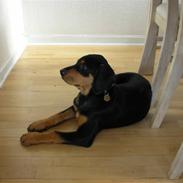 Blanding af racer Aiko