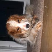 Kooikerhondje Robin