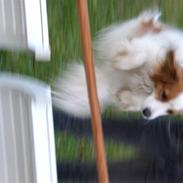 Kooikerhondje Robin