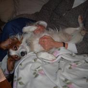 Kooikerhondje Robin